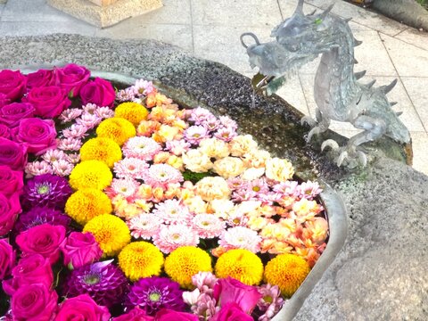 【日本の伝統美・パワースポット】神社を彩る色鮮やかなバラとマリーゴールドの花手水と龍の彫刻クローズアップ