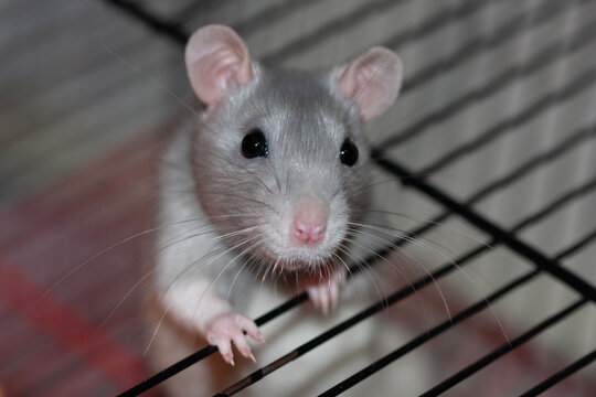 A close up portrait of a cute grey pet rat looking through the metal bars of its wire cage