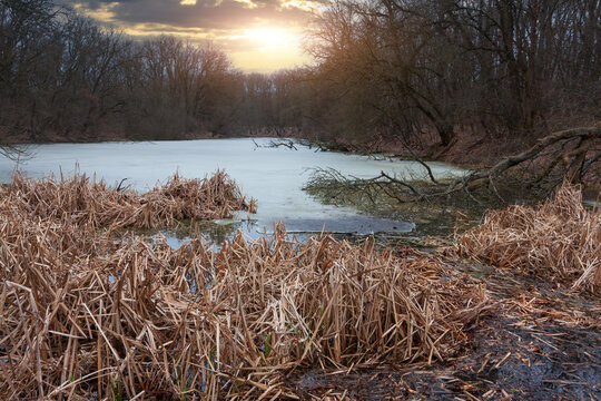 A serene frozen pond surrounded by dormant trees and dry reeds during a quiet winter sunset