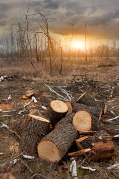 Deforestation landscape with stacked logs and dead trees under a dramatic sunset sky