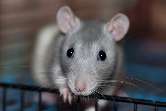 Close up portrait of a cute domestic rat with grey fur looking directly into the camera lens