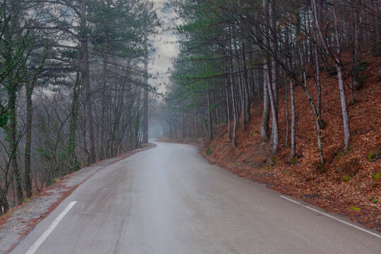 A winding asphalt road curves through a dense forest with tall pine trees in the autumn season