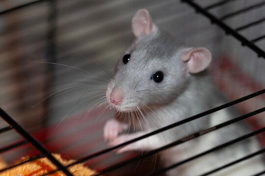 A close-up portrait of a cute grey pet rat looking through the metal bars of its wire cage home