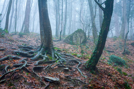Misty forest landscape featuring ancient trees with exposed roots on a damp autumn woodland floor