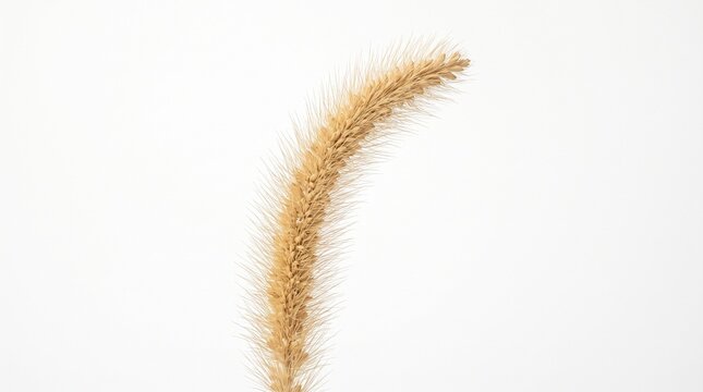 Elegant bending foxtail grass plume isolated on white background