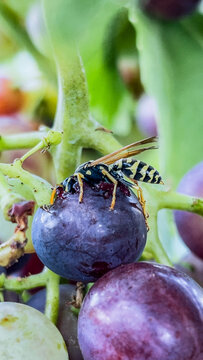 A yellow jacket wasp feeds on a ripe purple grape hanging on the vine in a sunny vineyard during the autumn harvest season.