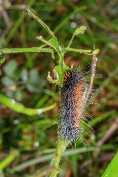 Wet Hairy Cape Lappet Moth Caterpillar on Wet Fynbos Vegetation