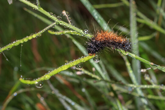 Wet Hairy Cape Lappet Moth Caterpillar on Wet Fynbos Vegetation