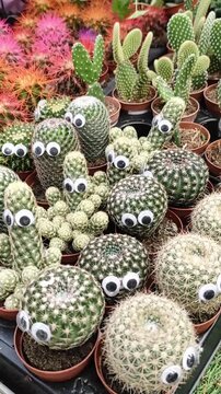 Close-up of funny cactus plants with googly eyes and colorful dyed cacti in pots at a garden center nursery display.