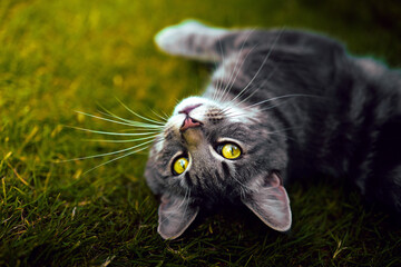 Grey Cat  © Sava
