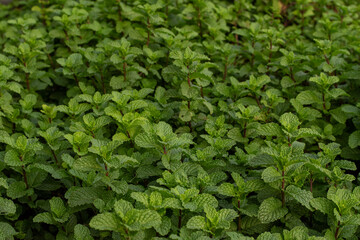 Mint leaves. green mint leaves growing in organic garden background. Lush Mentha peppermint plant garden bed texture for herbal background © Semoga