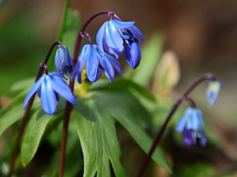 Sibirischer Blaustern (Scilla siberica) aufbl&uuml;hend