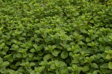Mint leaves. green mint leaves growing in organic garden background. Lush Mentha peppermint plant garden bed texture for herbal background © Semoga