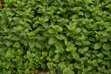 Mint leaves. green mint leaves growing in organic garden background. Lush Mentha peppermint plant garden bed texture for herbal background © Semoga