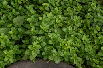 Mint leaves. green mint leaves growing in organic garden background. Lush Mentha peppermint plant garden bed texture for herbal background © Semoga