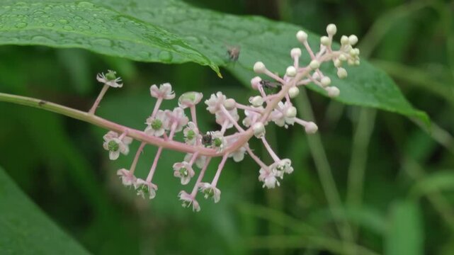ヨウシュヤマゴボウの花とハエ（環境音あり）