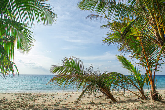 Maldives, Tropical beach view framed by coconut palm trees.