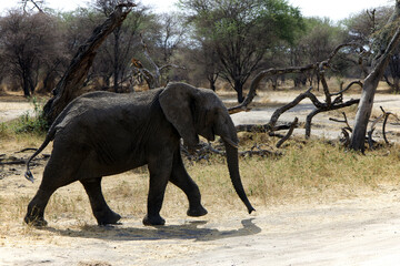 African elephant crossing a dry riverbed, Tanzania © Wolf's Sidequest