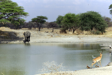 Elephant and antelope at a waterhole in the savanna, Tanzania © Wolf's Sidequest