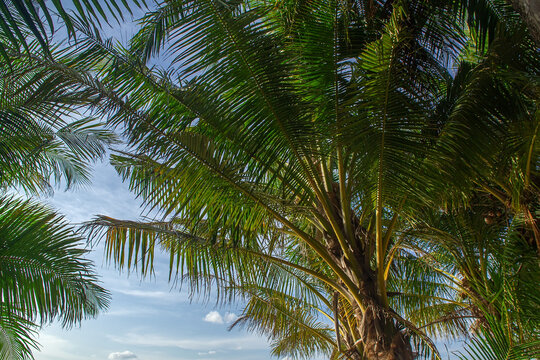 Maldives, Tropical beach view framed by coconut palm trees.