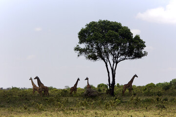 Giraffes gathered around a lone acacia tree in the savanna, Tanzania © Wolf's Sidequest