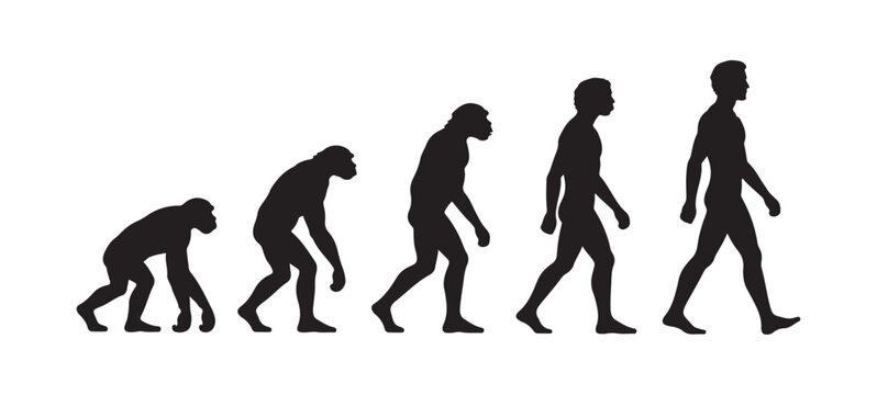 Human Evolution Silhouette Vector Ape to Modern Man Progression Illustration