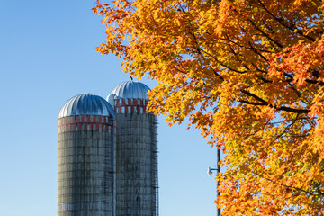 Selective focus view of two tall farm silos with tree with orange fall foliage in the foreground, Quebec City, Quebec, Canada © Anne Richard