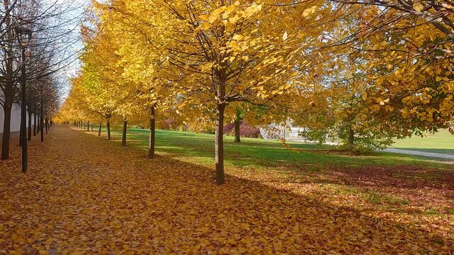 Colorful afternoon view of falling leaves in Kastelypark, Royal Palace of Godollo park. Calm autumn scene Hungary botanical garden, Europe. 4K video (Ultra High Definition).