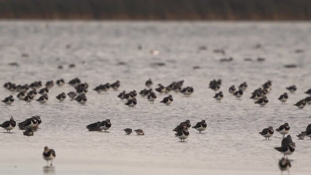 Two dunlins (Calidris alpina) foraging in a large group of lapwings and finally one of the dunlins flies away