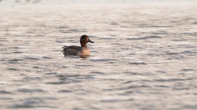 A male Eurasian teal (Anas crecca) swimming towards you and finally taking flight