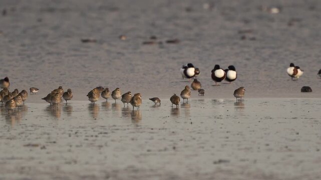 A group of European golden plovers (Pluvialis apricaria) standing on a mudbank together with some dunlins (Calidris alpina).
