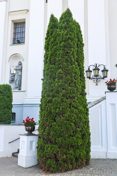Tall tree shaped as pillar at building entrance, gardener decorator's professional landscaping work, topiary art, architectural garden design.
