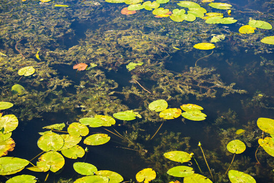 body of water with dense aquatic vegetation visible at depth, a natural pond ecosystem, transparent underwater landscape with beautiful green vegetation.