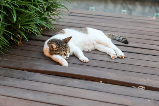 Cat lounging comfortably on wooden floor sleeping peacefully, relaxed feline resting on hardwood surface, cozy home interior, pet lifestyle.