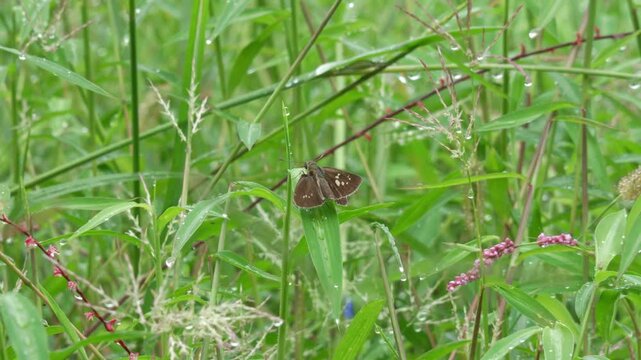 草の上で羽を休めるセセリチョウ（環境音あり）