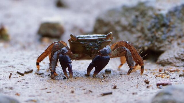 Crab Foraging on Wet Sand