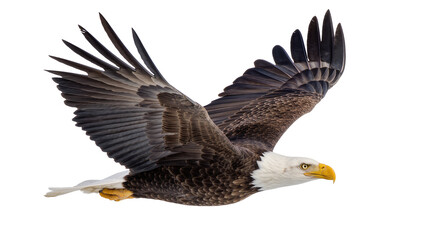 Obraz premium Majestic bald eagle with outstretched wings, isolated on transparent background