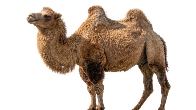 Brown dromedary camel with shaggy fur standing, isolated on transparent background