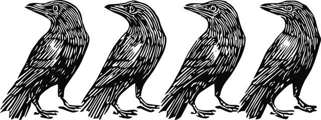 Obraz premium Four black ravens in vintage hand drawn bird silhouettes detailed engraving line art
