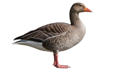 Gray goose with orange beak and pink legs, isolated on transparent background © Aliona