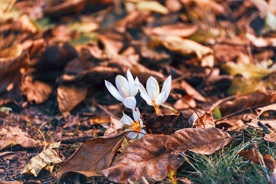 Delicate white autumn crocus flowers with orange stamens emerge from soil and dry brown leaves on a sunlit woodland floor.