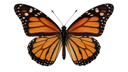 Obraz premium Monarch butterfly with orange and black wings, isolated on transparent background