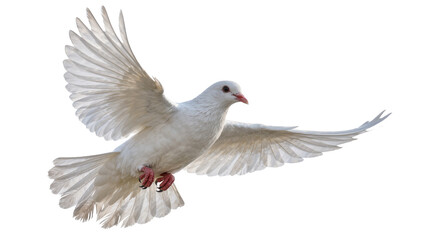Fototapeta premium Graceful white dove with spread wings in flight, isolated on transparent background