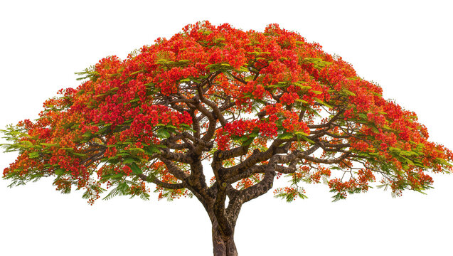 Vibrant red flamboyant tree with green leaves, isolated on transparent background