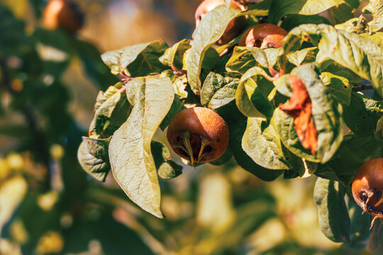 Several brown common medlar fruits ripen among dense green leaves in warm autumn light with a softly blurred background.