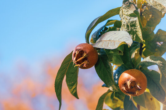Two brown common medlar fruits hang from a leafy branch against blue sky and softly blurred autumn foliage.