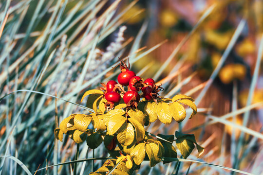 A cluster of ripe red rugosa rose hips stands among golden leaves and ornamental grass in bright autumn sunlight.
