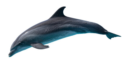 Dark gray dolphin swimming gracefully, isolated on transparent background © Viktor