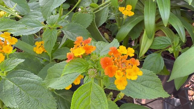 Clusters of tiny bright orange and yellow lantana flowers growing among rough green leaves, steady shot.