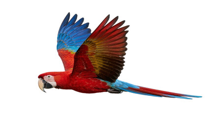 Vibrant red and blue macaw parrot in flight, isolated on transparent background © Viktor